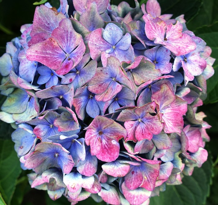 Гортензия крупнолистная Лилово Голубой Блик