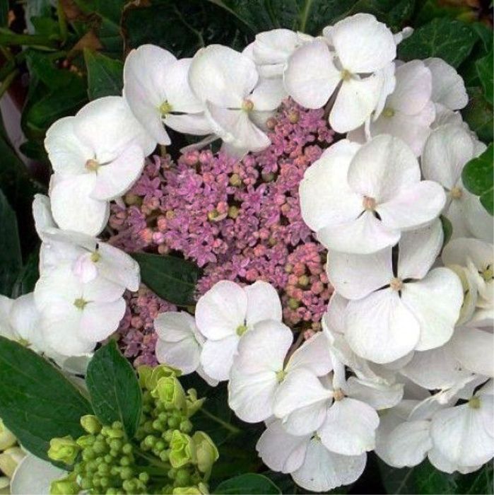 Гортензия крупнолистная Либель