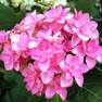 Гортензия крупнолистная Романс