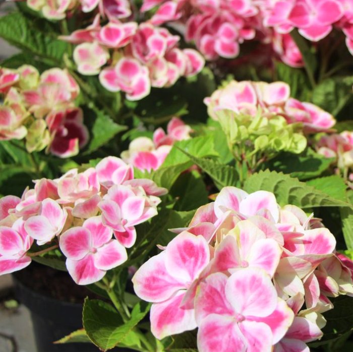 Гортензия крупнолистовая Ред Айс