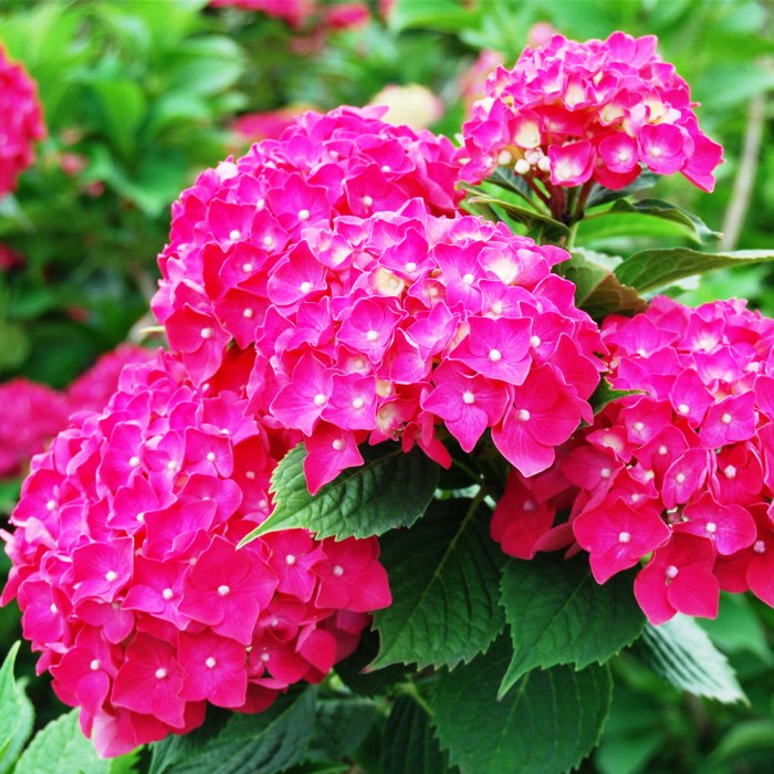 Гортензия крупнолистовая ПИА