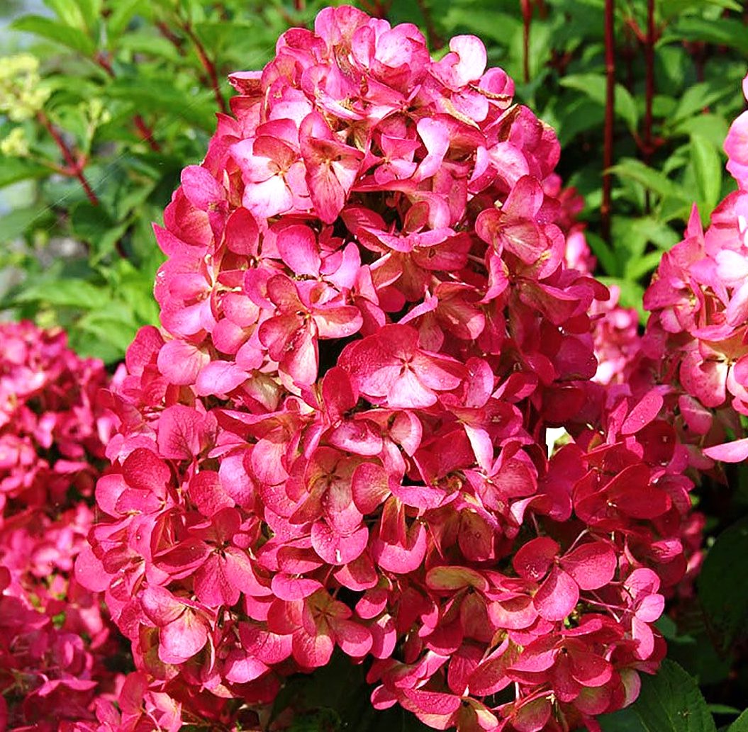 Гортензия метельчатая Диамонд Руж