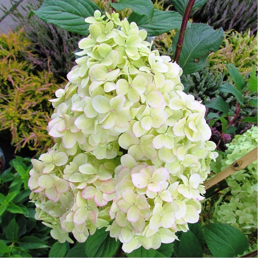 Гортензия метельчатая Мега Перл