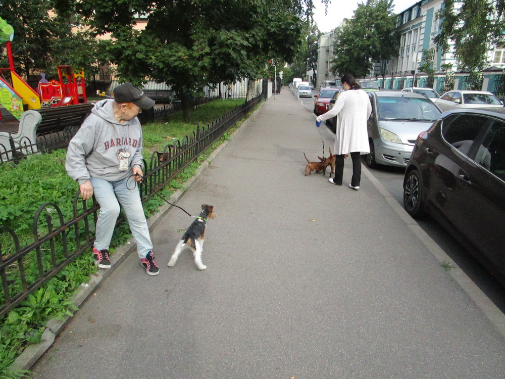 Собаки какая жалость ушли