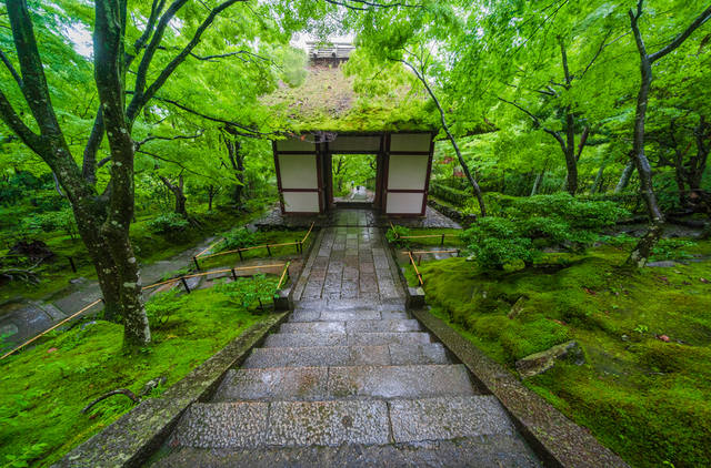 green-summer-foliage-jojakkoji-temple-arashiyama-kyoto-japan-375