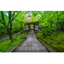 green-summer-foliage-jojakkoji-temple-arashiyama-kyoto-japan-375