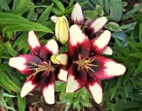 VFL.RU - ваш фотохостинг