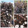 MyCollages (4)k