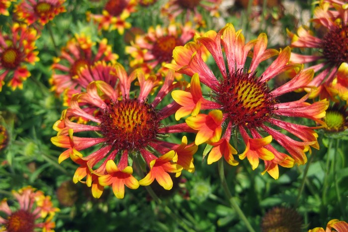 Gaillardia pulchella Gayla Corneto Blaze