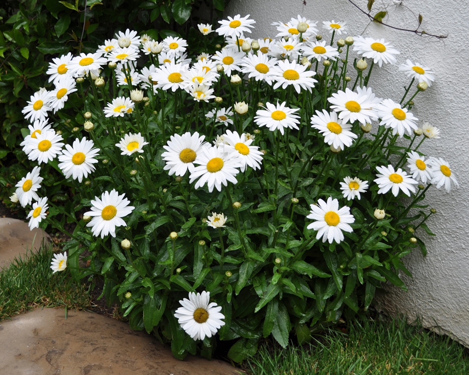 Leucanthemum White Mountain-2