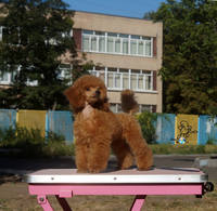 VFL.RU - ваш фотохостинг