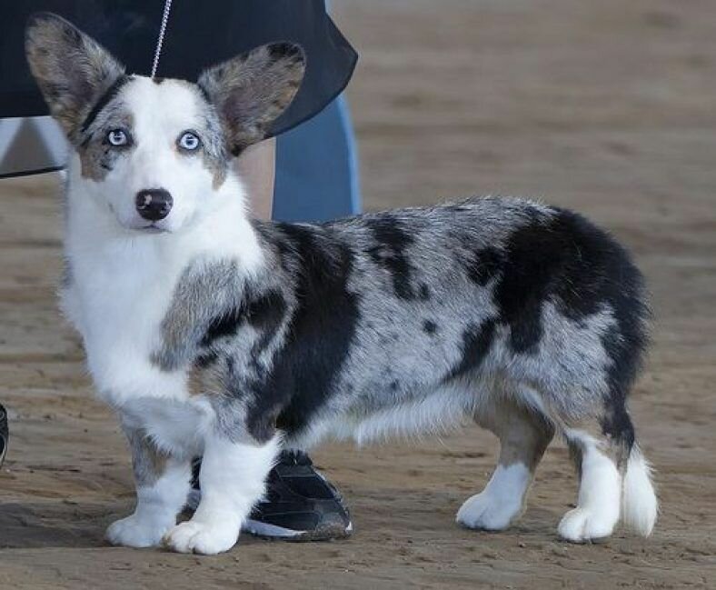 корги