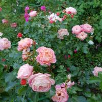 VFL.RU - ваш фотохостинг