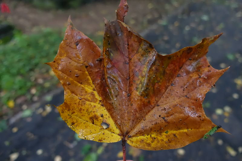 Северная  Ривьера