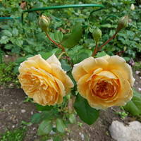 VFL.RU - ваш фотохостинг