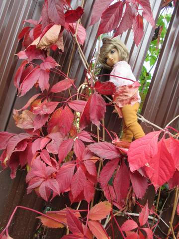 VFL.RU - ваш фотохостинг