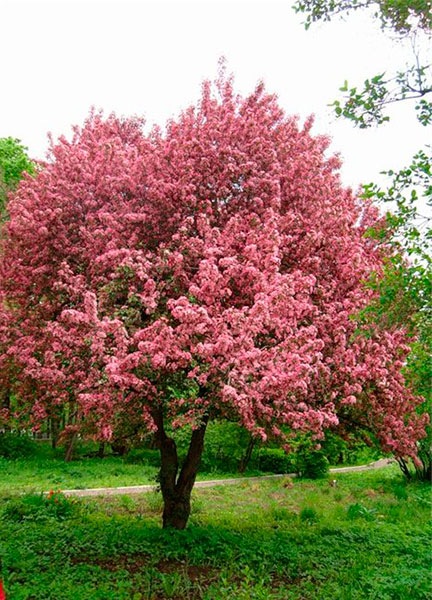 Яблоня nedzvedzki