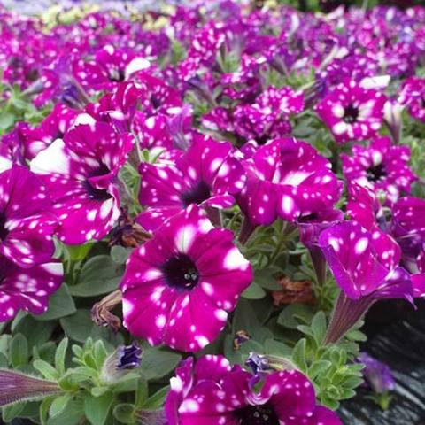600x600x184.-Petunia-Royal-Sky.jpg.pagespeed.ic.nAIawDL-ch
