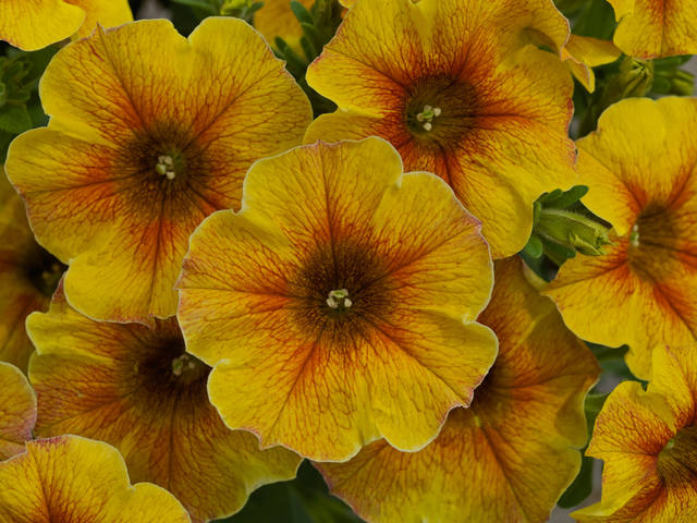 Petunia SuperCal-Premium Caramel-Yellow-A1