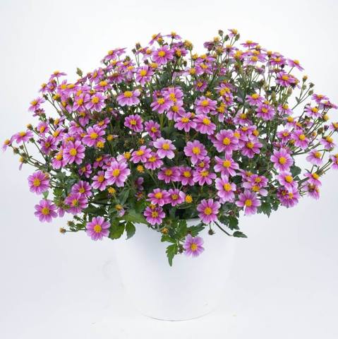 Bidens-Pretty-In-Pink-timeless-1000x1000