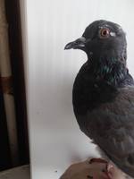 VFL.RU - ваш фотохостинг