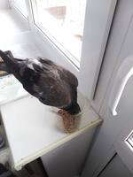 VFL.RU - ваш фотохостинг