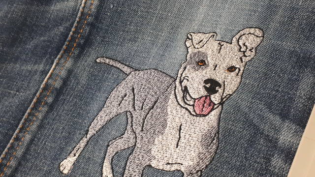 Pit bull