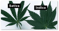 indica-vs-sativa