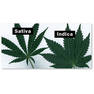 indica-vs-sativa