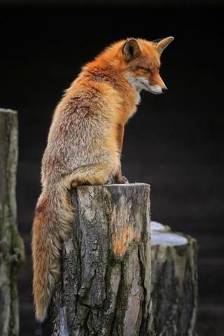 VFL.RU - ваш фотохостинг VFL.RU - ваш фотохостинг