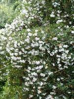 Форум Eucryphia intermedia Rostrevor