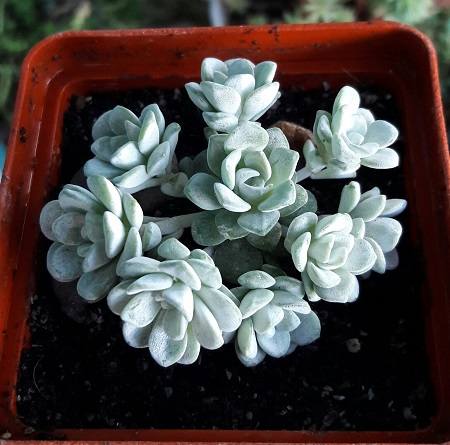 Sedum-spathulifolium-1