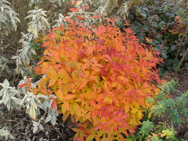 gillenia-fall-color