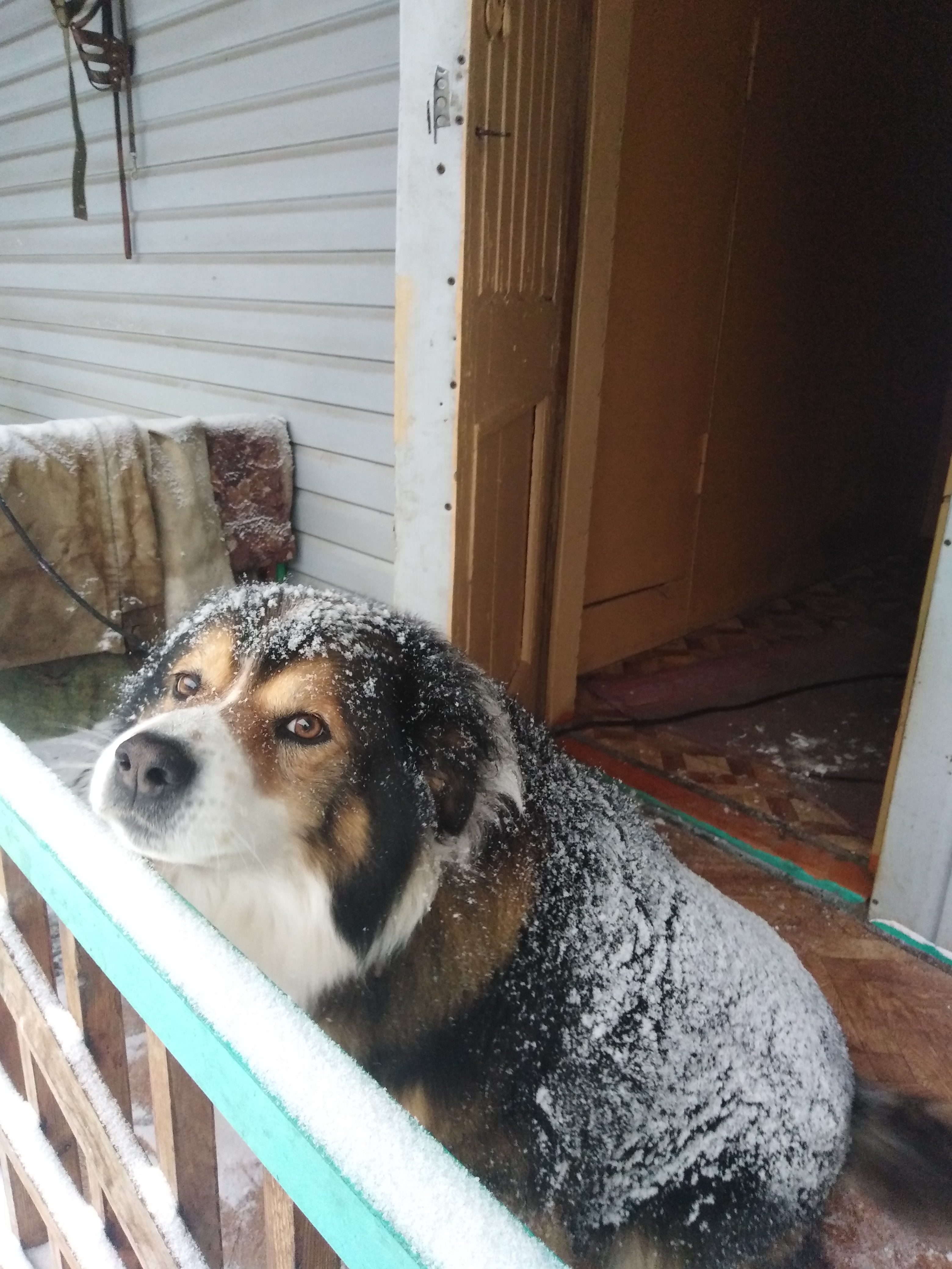 зимний джек