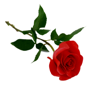 32206599_m.png