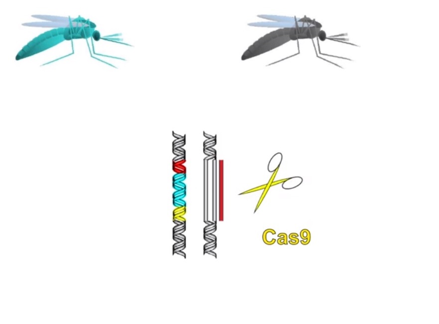 Mosquitos2