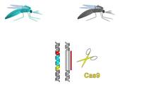 Mosquitos2