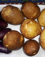 Sort-kartofelya-Kivi-1