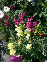 VFL.RU - ваш фотохостинг