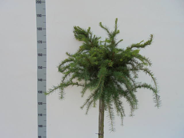 Larix.dec .little-bogle120cm2[1]