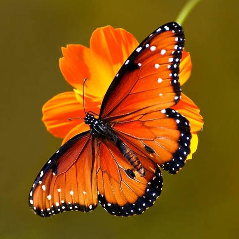 VFL.RU - ��� �����������