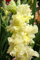 золот антилопа (2)