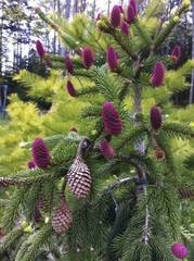 Picea abies Acrocona 2[1]