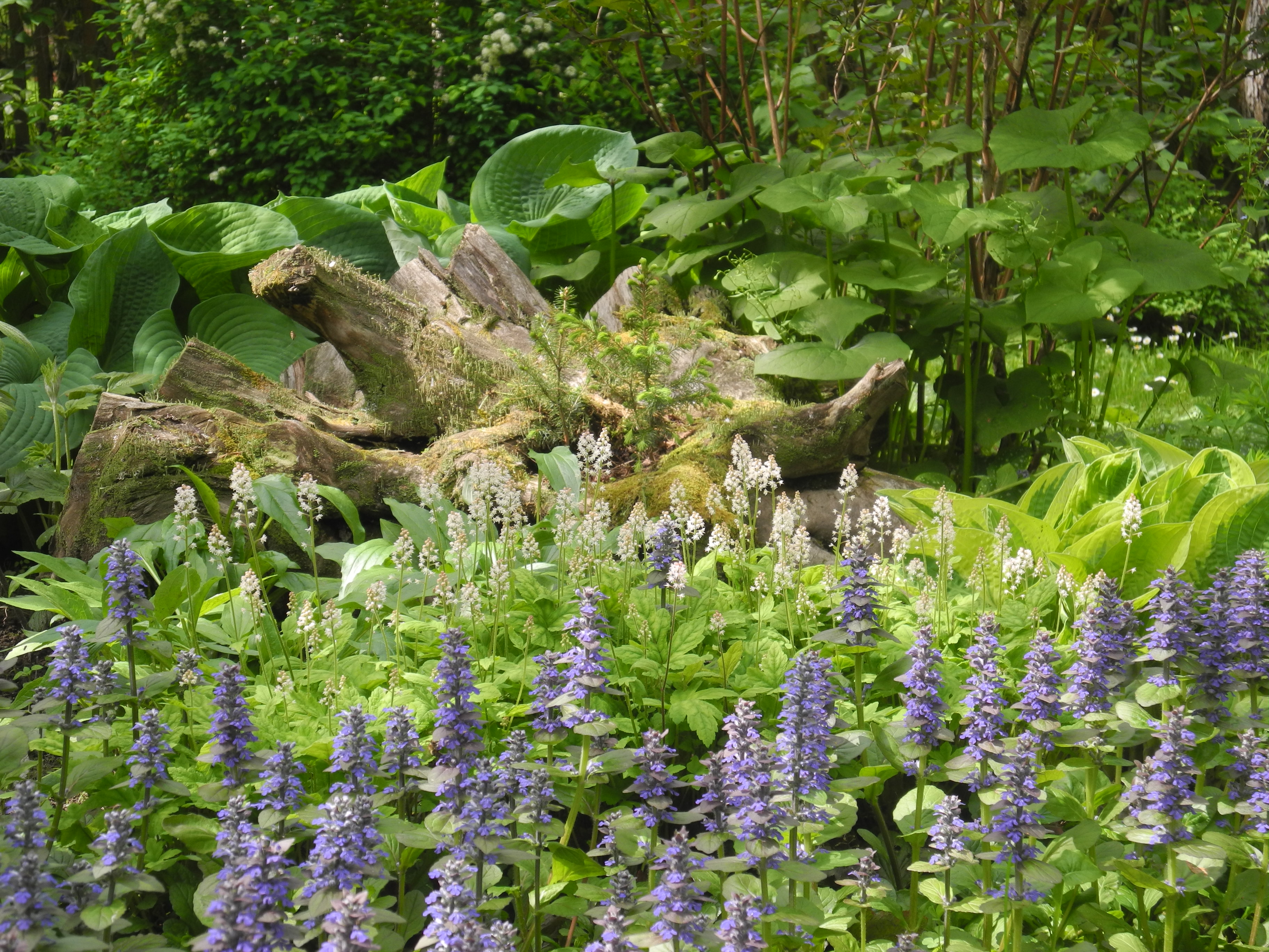 рутарий 13 год