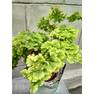 Adiantum capillus-veneris Imbricatum (2)