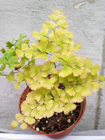 Adiantum tenerum Bessoniae (4)