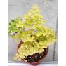 Adiantum tenerum Bessoniae (4)