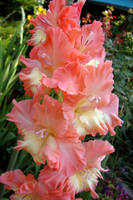 зов водол (5)