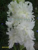 ЮБИЛЕЙНЫЙ ПИТЕР