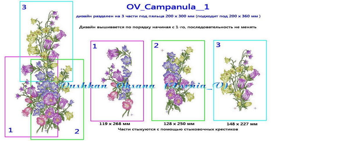 OV Campanula 1 деление на 3 части